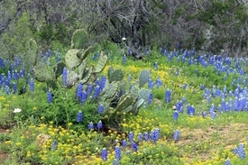 photo showing cactus, bluebonnets, and wildflowers in the Texas Hill Country